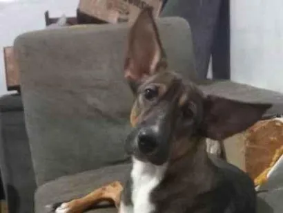 Cachorro raça SRD-ViraLata idade 1 ano nome Adoção Urgente