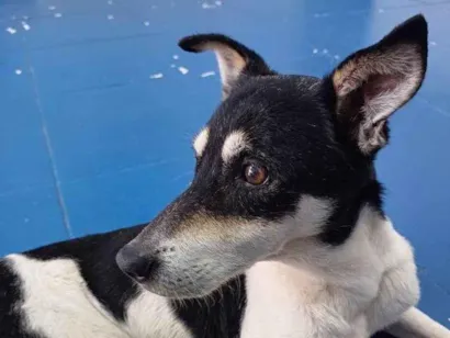 Cachorro raça SRD-ViraLata idade 7 a 11 meses nome Adoção Urgente