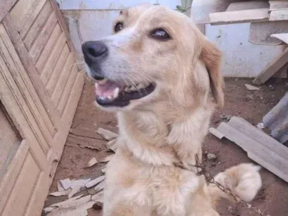 Cachorro raça SRD-ViraLata idade 7 a 11 meses nome Adoção Urgente