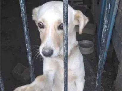 Cachorro raça SRD-ViraLata idade 7 a 11 meses nome Adoção Urgente