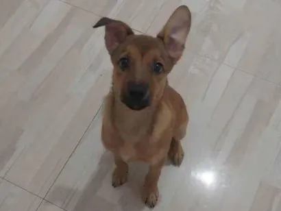 Cachorro raça SRD-ViraLata idade 7 a 11 meses nome Filhote Urgente