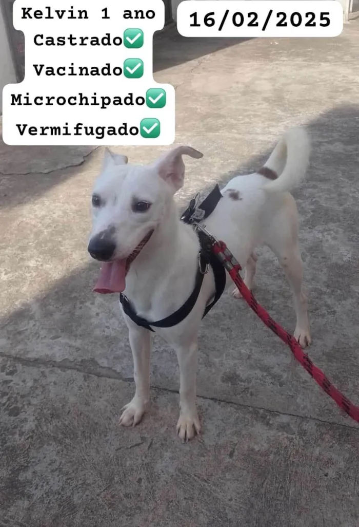 Cachorro ra a SRD-ViraLata idade 1 ano nome Kelvin