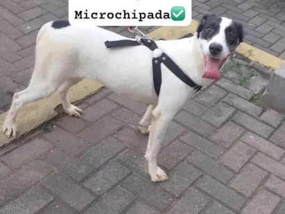 Cachorro raça SRD-ViraLata idade 7 a 11 meses nome Juliana