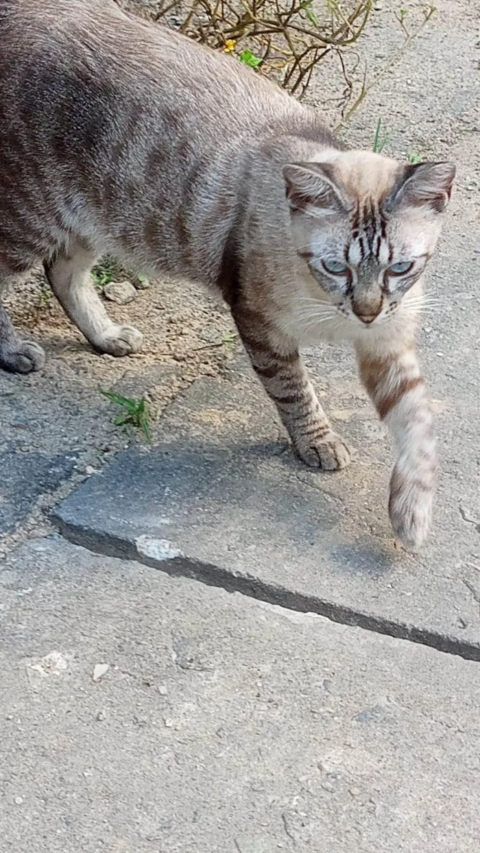 Gato ra a SRD-ViraLata idade 1 ano nome Valentim