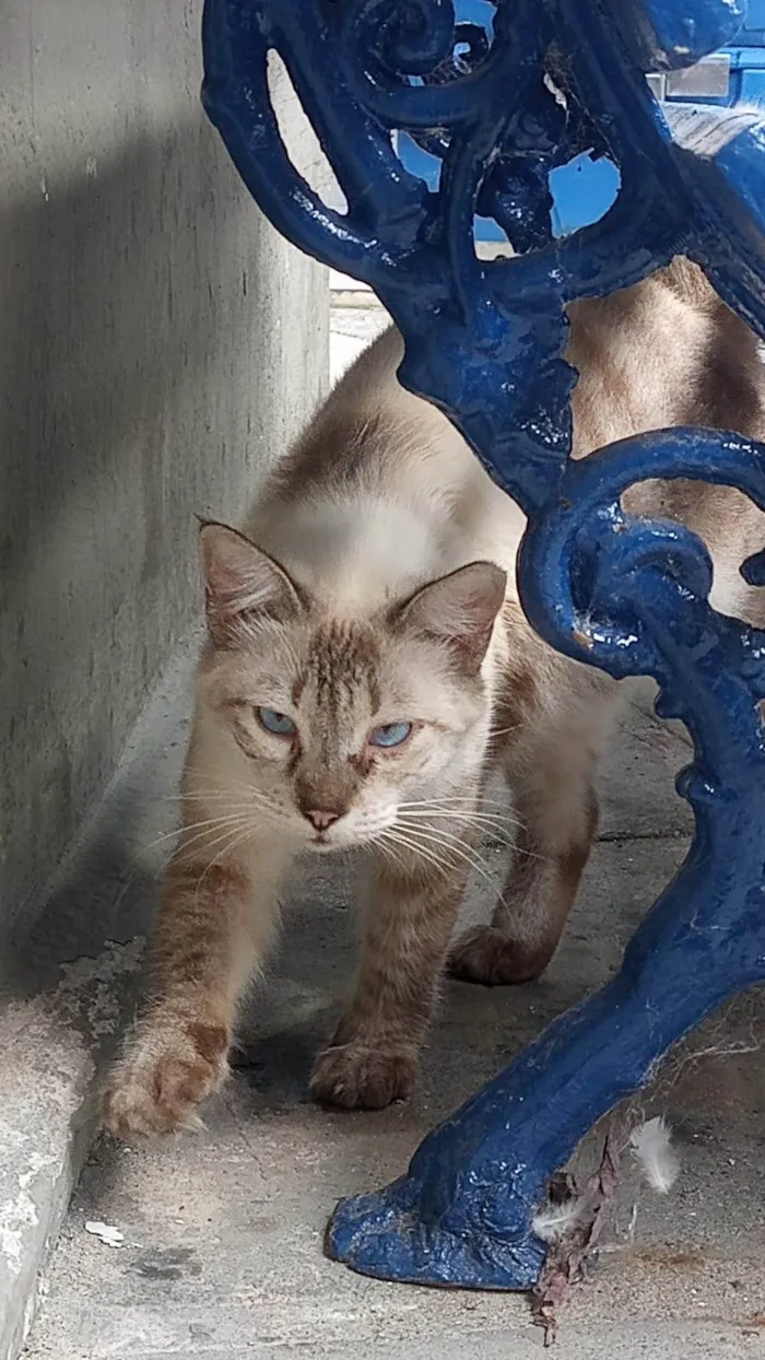 Gato ra a SRD-ViraLata idade 1 ano nome Fofão