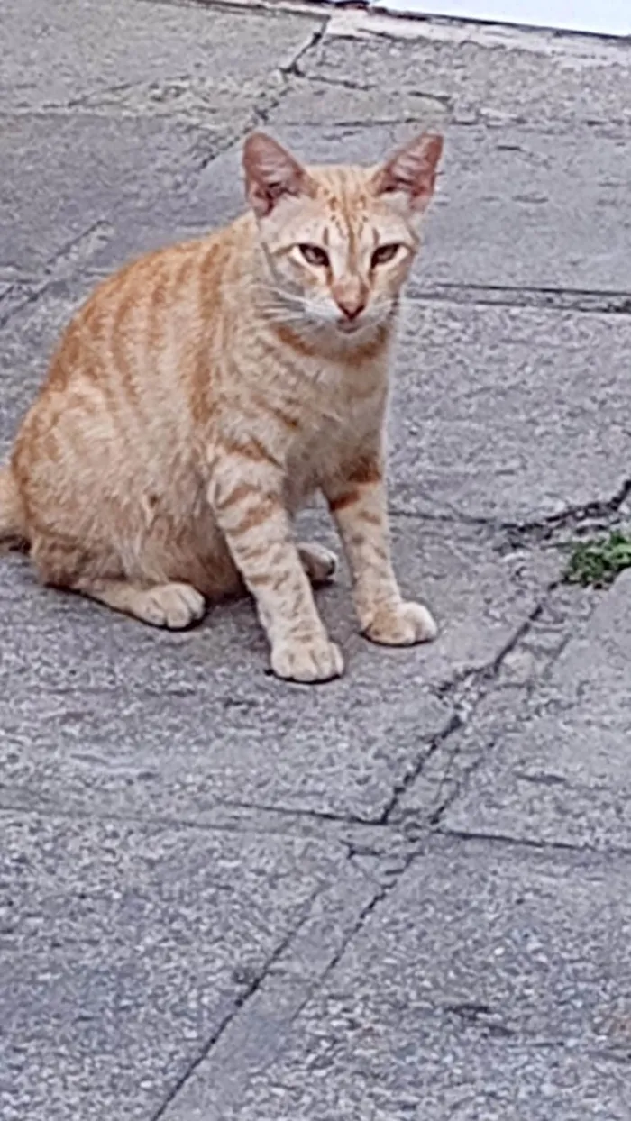 Gato ra a SRD-ViraLata idade 1 ano nome Galego