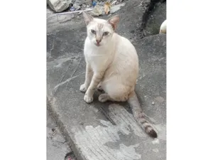 Gato raça SRD-ViraLata idade 1 ano nome Bento