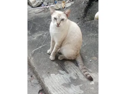 Gato raça SRD-ViraLata idade 1 ano nome Bento