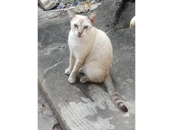 Gato ra a SRD-ViraLata idade 1 ano nome Bento
