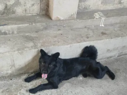 Cachorro raça Chow Chow idade 2 anos nome Sandy