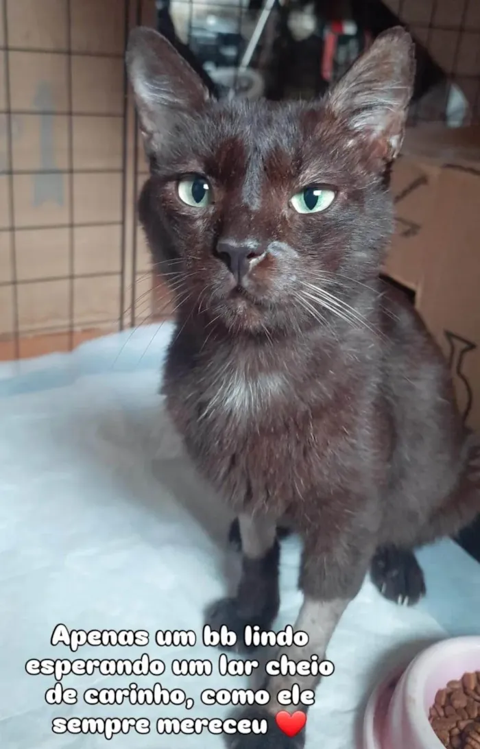 Gato ra a SRD-ViraLata idade 6 ou mais anos nome Sasá