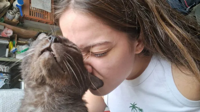 Gato ra a SRD-ViraLata idade 6 ou mais anos nome Sasá