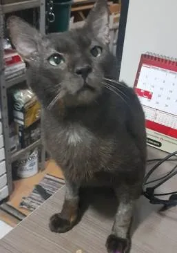 Gato ra a SRD-ViraLata idade 6 ou mais anos nome Sasá