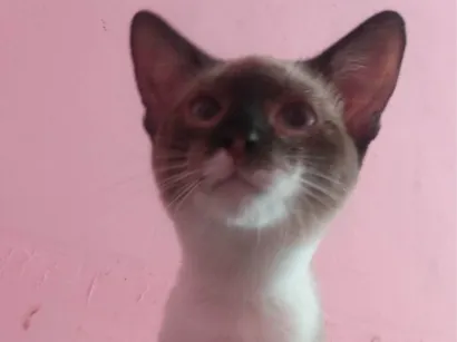 Gato raça Siamês idade 2 a 6 meses nome Stefanny Vitória
