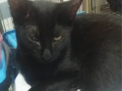 Gato raça SRD-ViraLata idade 2 a 6 meses nome DoorsCat