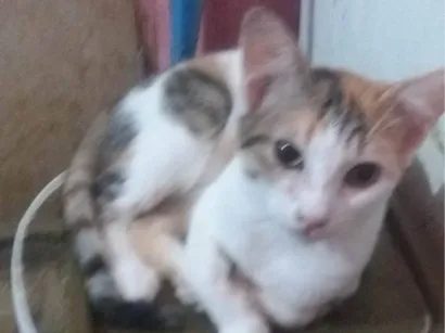 Gato raça SRD-ViraLata idade 2 a 6 meses nome Lady Day