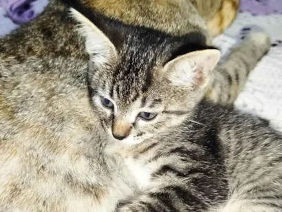 Gato raça SRD-ViraLata idade 2 a 6 meses nome Mimi