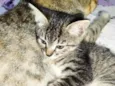 Mimi