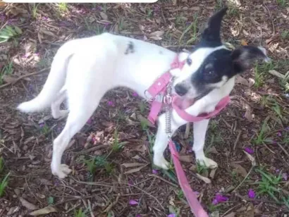 Cachorro raça SRD-ViraLata idade 1 ano nome Alice 
