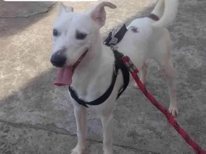 Cachorro raça SRD-ViraLata idade 1 ano nome Kelvin