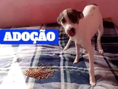 Cachorro raça SRD-ViraLata idade 7 a 11 meses nome Davi