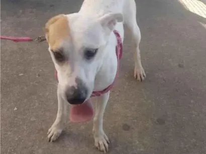 Cachorro raça SRD-ViraLata idade 3 anos nome Pérola 