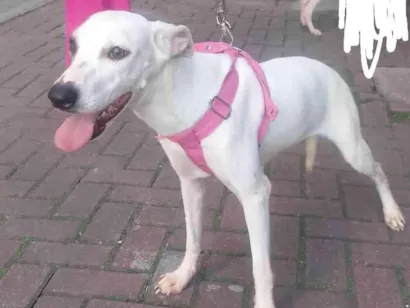 Cachorro raça SRD-ViraLata idade 7 a 11 meses nome Diamantina 