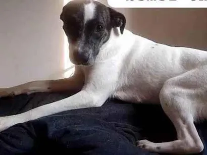 Cachorro raça SRD-ViraLata idade 1 ano nome Aline 