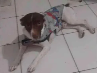 Cachorro raça SRD-ViraLata idade 3 anos nome João Pedro 