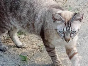 Gato raça SRD-ViraLata idade 1 ano nome Valentim