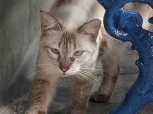 Gato raça SRD-ViraLata idade 1 ano nome Fofão
