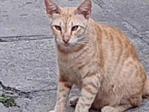Gato raça SRD-ViraLata idade 1 ano nome Galego