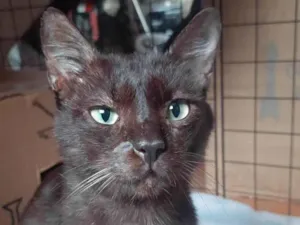 Gato raça SRD-ViraLata idade 6 ou mais anos nome Sasá