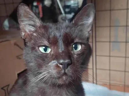Gato raça SRD-ViraLata idade 6 ou mais anos nome Sasá