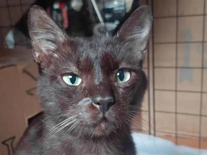 Gato ra a SRD-ViraLata idade 6 ou mais anos nome Sasá
