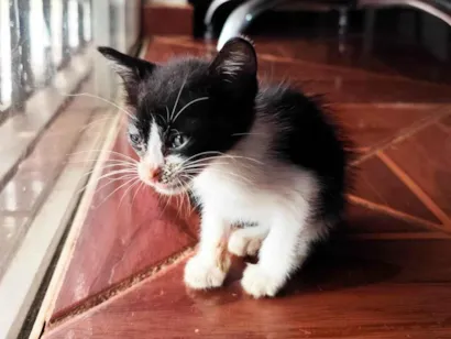 Gato raça SRD-ViraLata idade 2 a 6 meses nome Gatinho frajola