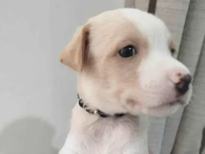 Cachorro raça SRD-ViraLata idade Abaixo de 2 meses nome CLARINHO