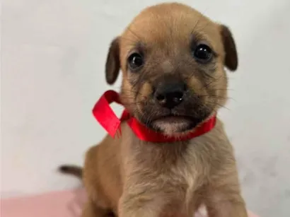 Cachorro raça SRD-ViraLata idade Abaixo de 2 meses nome VERMELHINHA
