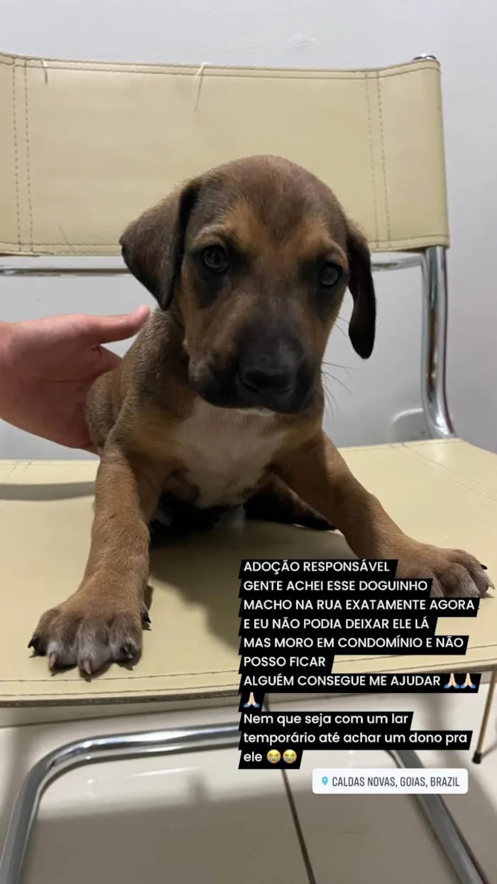 Cachorro ra a SRD-ViraLata idade Abaixo de 2 meses nome Sem nome 
