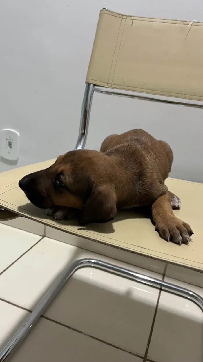 Cachorro ra a SRD-ViraLata idade Abaixo de 2 meses nome Sem nome 