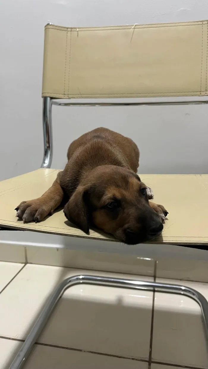 Cachorro ra a SRD-ViraLata idade Abaixo de 2 meses nome Sem nome 