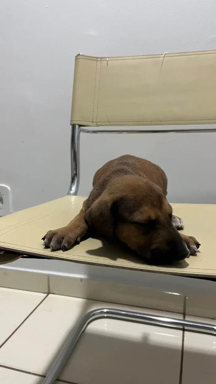 Cachorro ra a SRD-ViraLata idade Abaixo de 2 meses nome Sem nome 