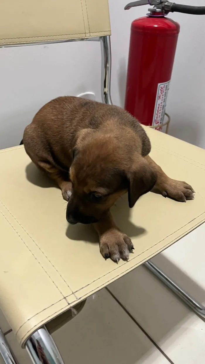 Cachorro ra a SRD-ViraLata idade Abaixo de 2 meses nome Sem nome 