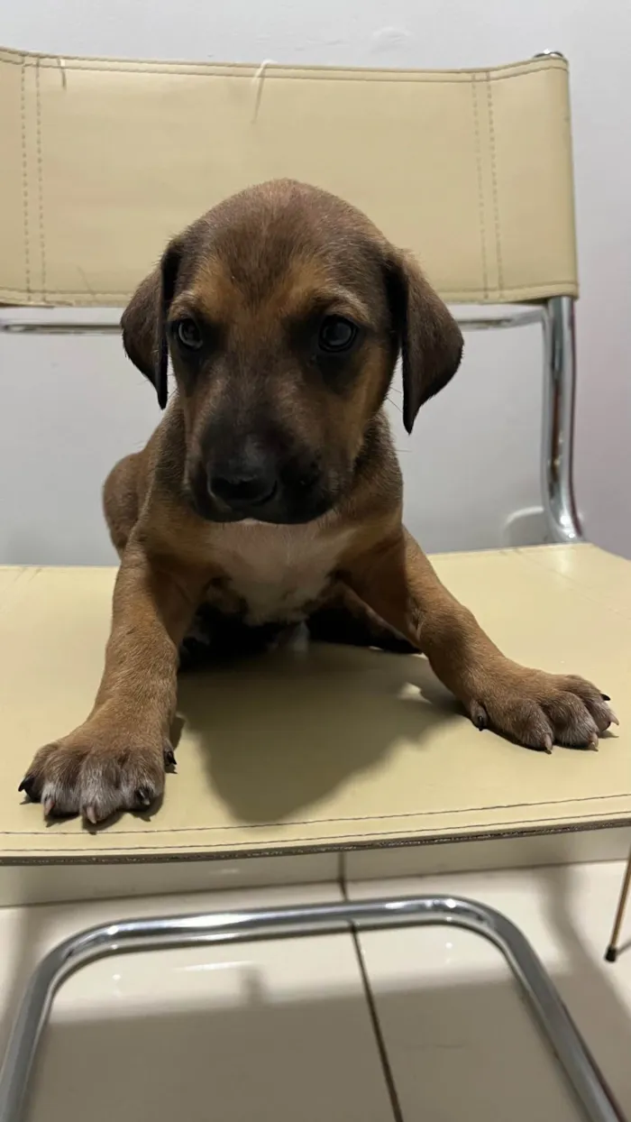 Cachorro ra a SRD-ViraLata idade Abaixo de 2 meses nome Sem nome 