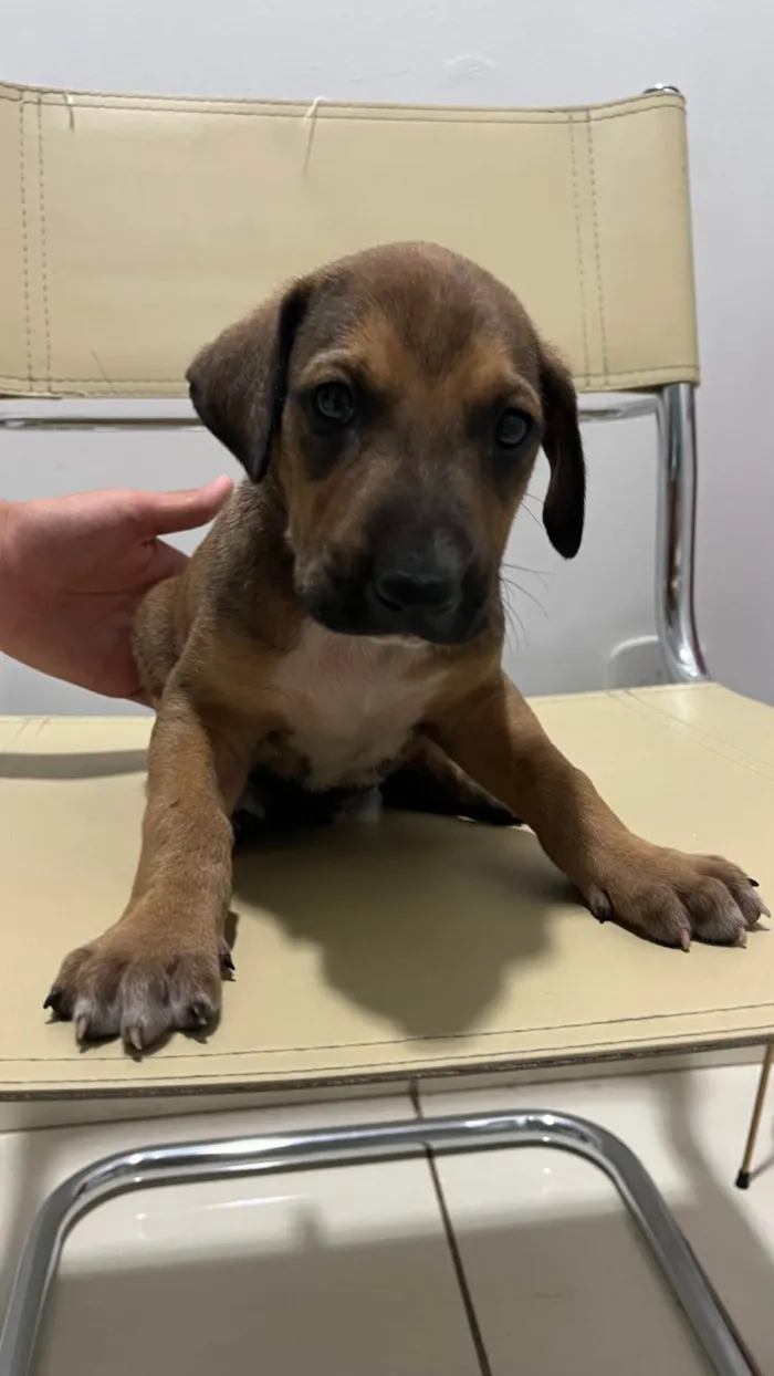 Cachorro ra a SRD-ViraLata idade Abaixo de 2 meses nome Sem nome 