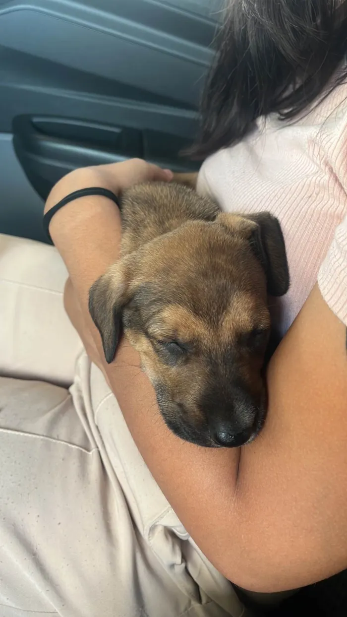 Cachorro ra a SRD-ViraLata idade Abaixo de 2 meses nome Sem nome 