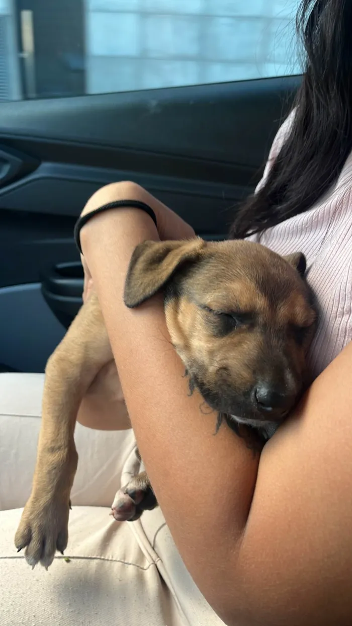 Cachorro ra a SRD-ViraLata idade Abaixo de 2 meses nome Sem nome 