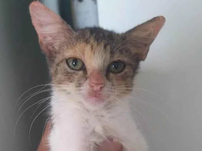 Gato ra a SRD-ViraLata idade 2 a 6 meses nome ANNE CAROLINE DOS SANTOS VIEIRA