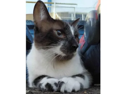 Gato raça SRD-ViraLata idade 5 anos nome Leoncio