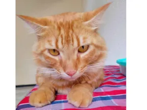 Gato raça SRD-ViraLata idade 2 anos nome Simba 